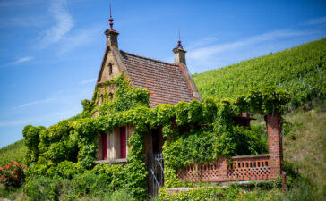 Wein Panorama Weg He~rg_2021_mb_9334